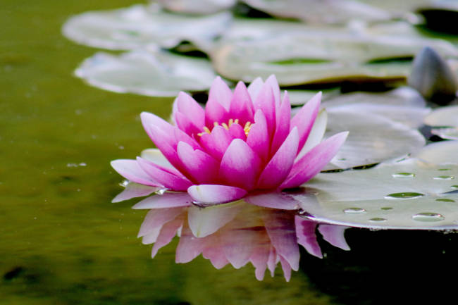 Nature